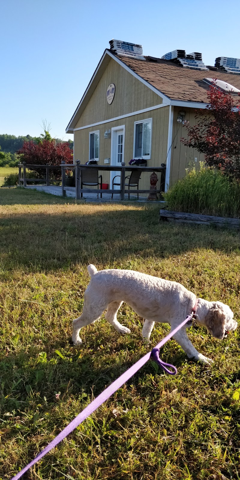 M&M Country Pet Resort | 996637 Mulmur Tosorontio Townline, Mansfield, ON L0N 1M0, Canada | Phone: (705) 435-2928