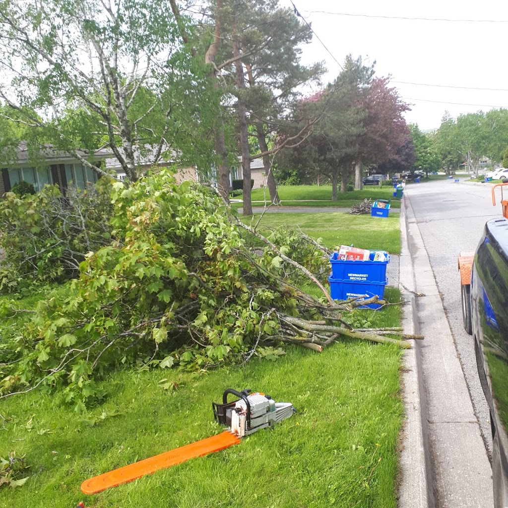 Tomahawk tree surgeons | 10 Scott Crescent, Barrie, ON L4N 4W3, Canada | Phone: (705) 896-7920