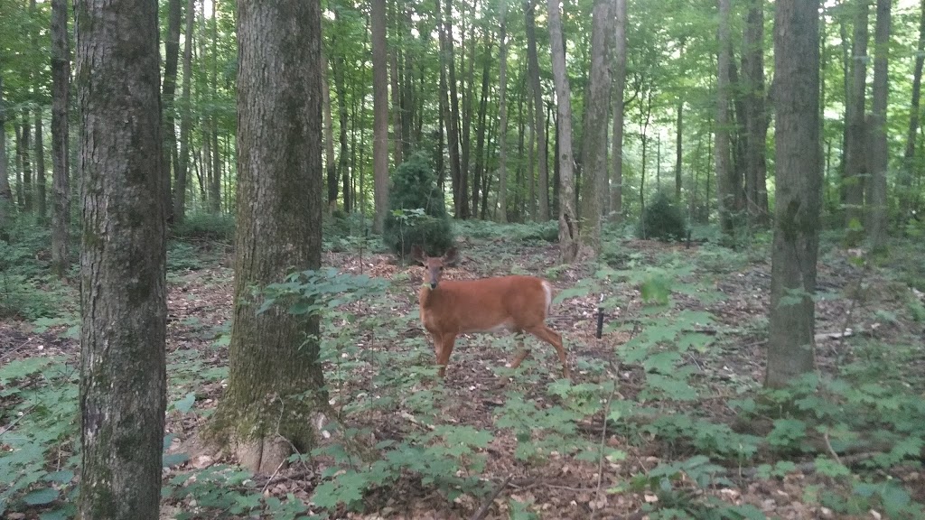 Pleurotes | District de Deschenes, Gatineau, QC J9J 1A1, Canada