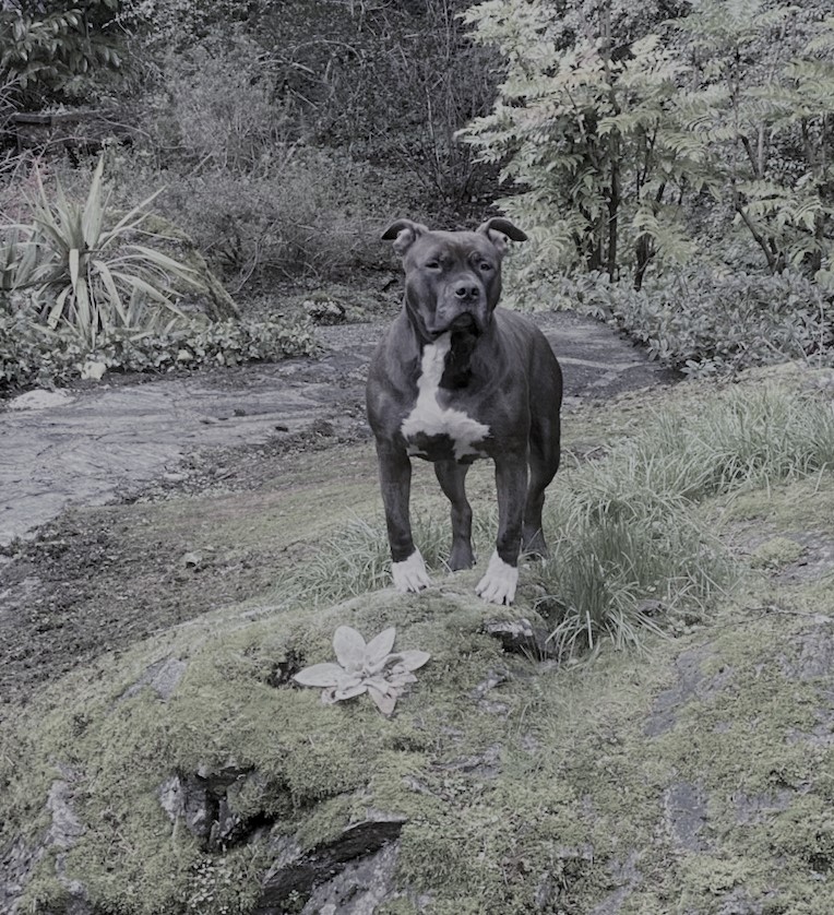 Dog Trainers on Demand | 10083 243 St, Maple Ridge, BC V2W 1X3, Canada | Phone: (604) 256-7865