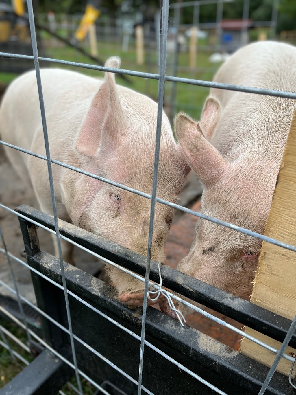 Wicked Welly Farm & Apiary | 8755 Wellington County Rd 18, Belwood, ON N0B 1J0, Canada | Phone: (226) 820-1413