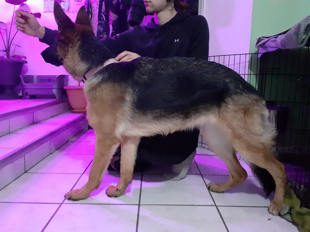 Millview German Shepherds | 58 Millview Crescent, Etobicoke, ON M9W 3K5, Canada | Phone: (416) 742-5134
