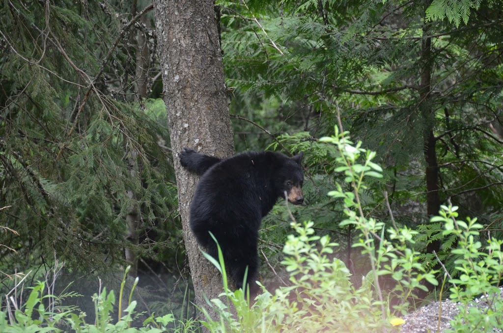 Hidden Valley Campground & RV Park | 6670 Trans Canada Hwy NE, Box 370, Canoe, BC, V0E 1K0, Salmon Arm, BC V1E 1Y6, Canada | Phone: (250) 253-1322