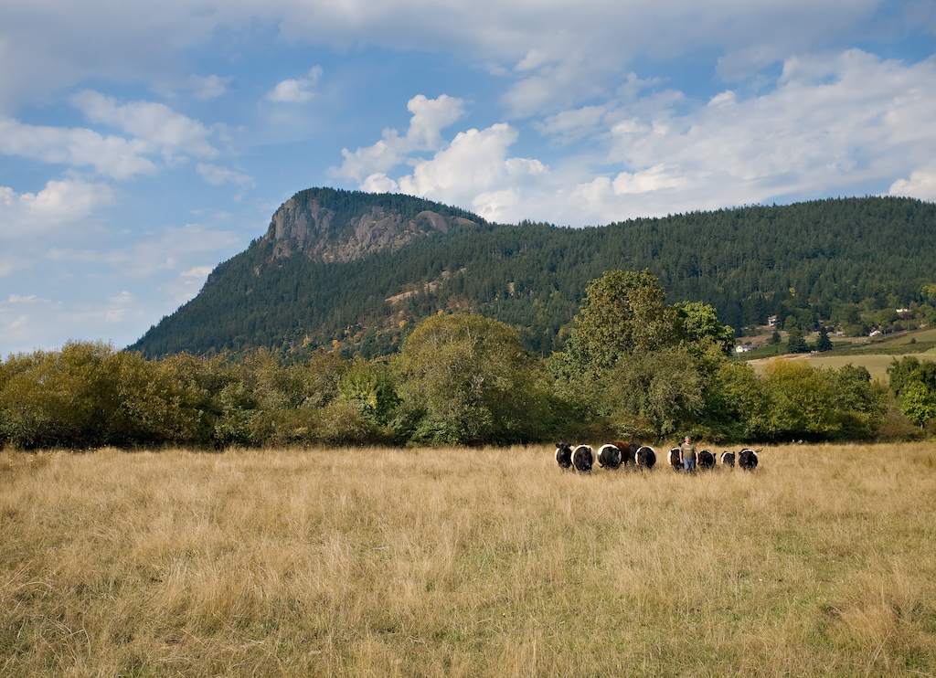 Night Owl Farm | 2100 Fulford-Ganges Rd, Salt Spring Island, BC V8K 1Z7, Canada | Phone: (250) 653-9147