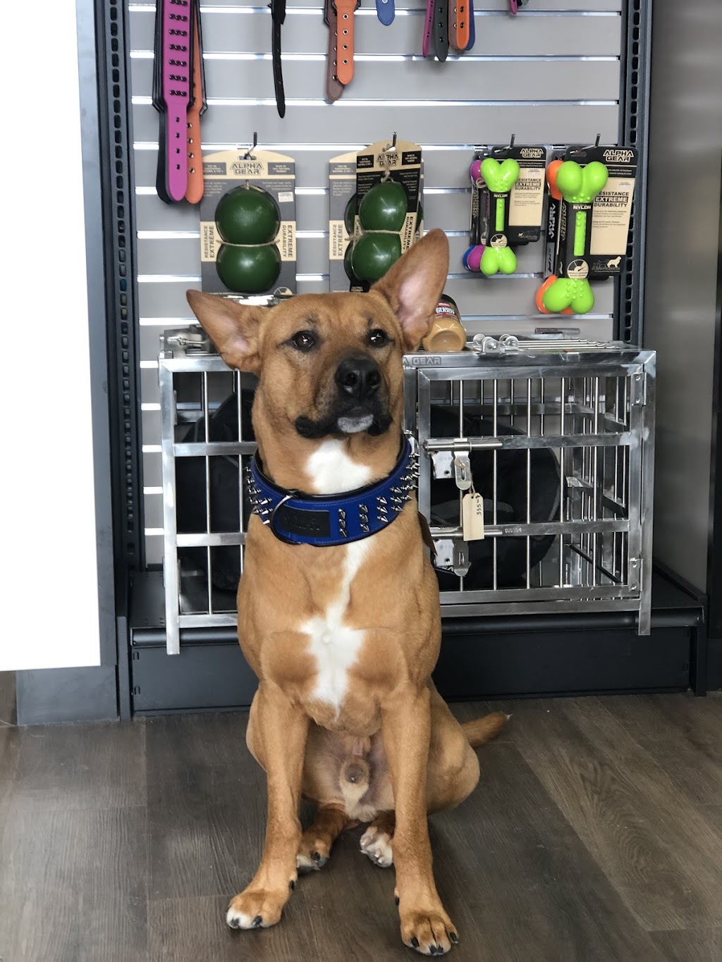 Pitou Minou et Compagnons | 3645 Chem. Gascon, Mascouche, QC J7L 3X6, Canada | Phone: (450) 477-4114