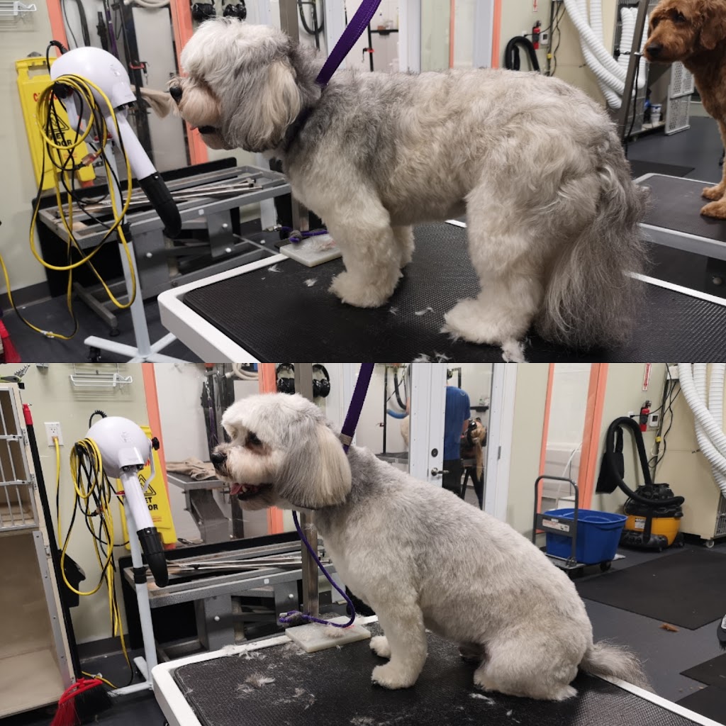 All About Grooming | 727 Speedvale Ave W, Guelph, ON N1K 1E6, Canada | Phone: (519) 824-2724