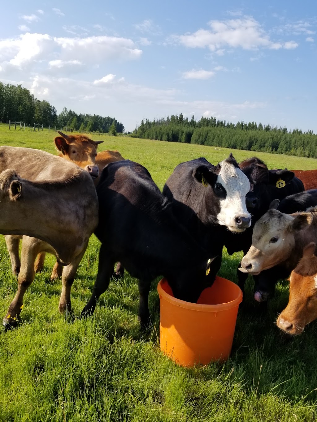 Perepelkin Farms | RR1, Condor, AB T0M 0P0, Canada | Phone: (403) 872-4676