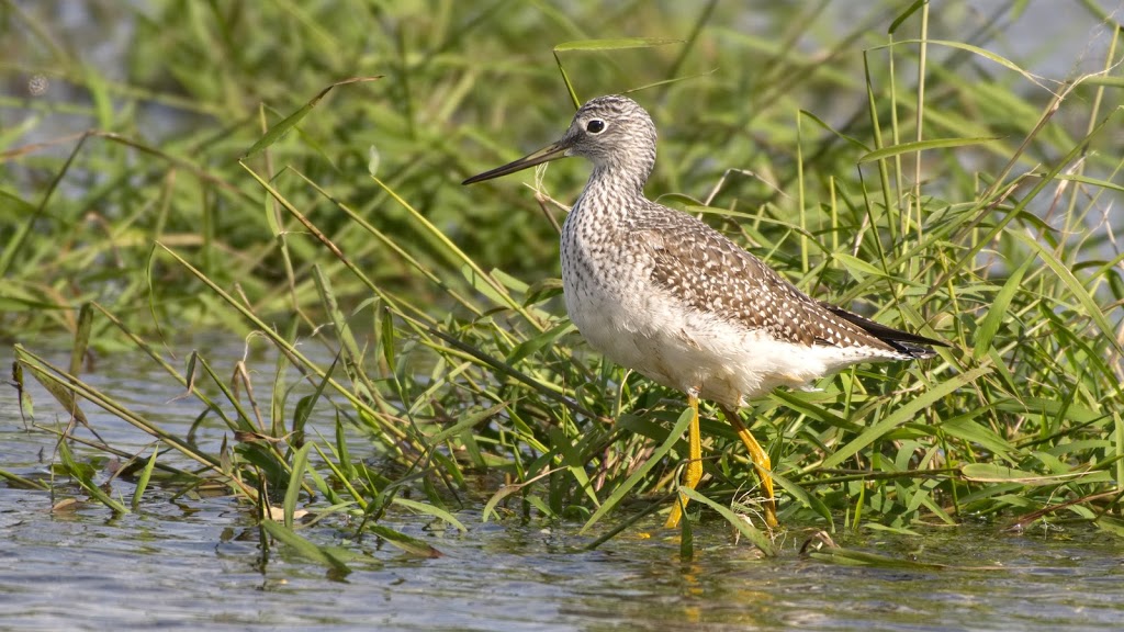 Hullett Provincial Wildlife Area | 41378 Hydro Line Rd, Clinton, ON N0M 1L0, Canada | Phone: (519) 482-7011