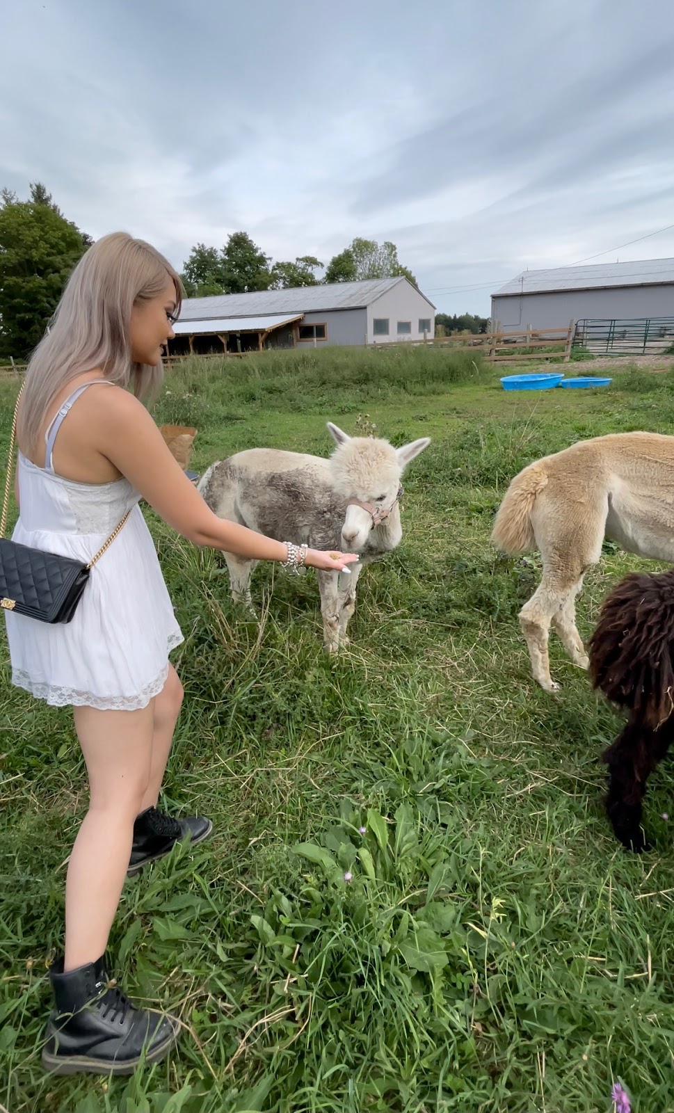 Jolly Zee Alpacas | 18692 Hurontario St, Caledon Village, ON L7K 0Y1, Canada | Phone: (905) 805-4356