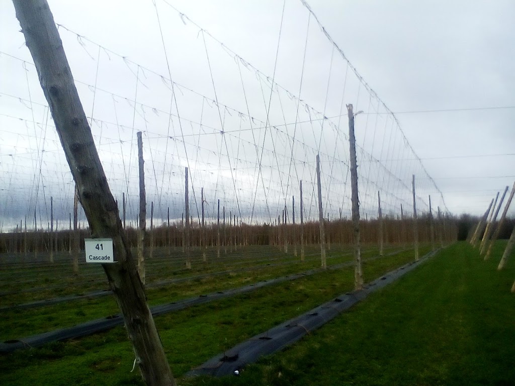 Houblon des Jarrets Noirs - Biergarten | 488 Rte du Bord de lEau, Saint-Bernard, QC G0S 2G0, Canada | Phone: (418) 801-7544