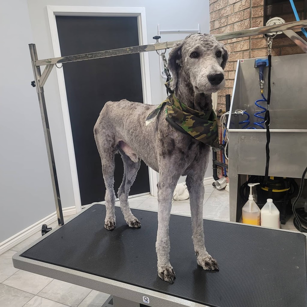 Pawtricias Dog Grooming | 56 Nicole Marie Ave, Barrie, ON L4M 6Y6, Canada | Phone: (416) 857-5300