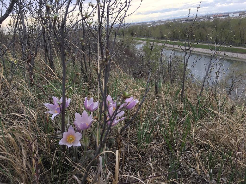 Southview Off Leash Area | Dover, Calgary, AB T2B, Canada