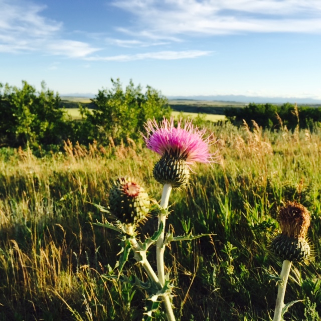 Glenbow Ranch Park Foundation | 255001 Glenbow Rd, Cochrane, AB T4C 0B7, Canada | Phone: (403) 851-9053