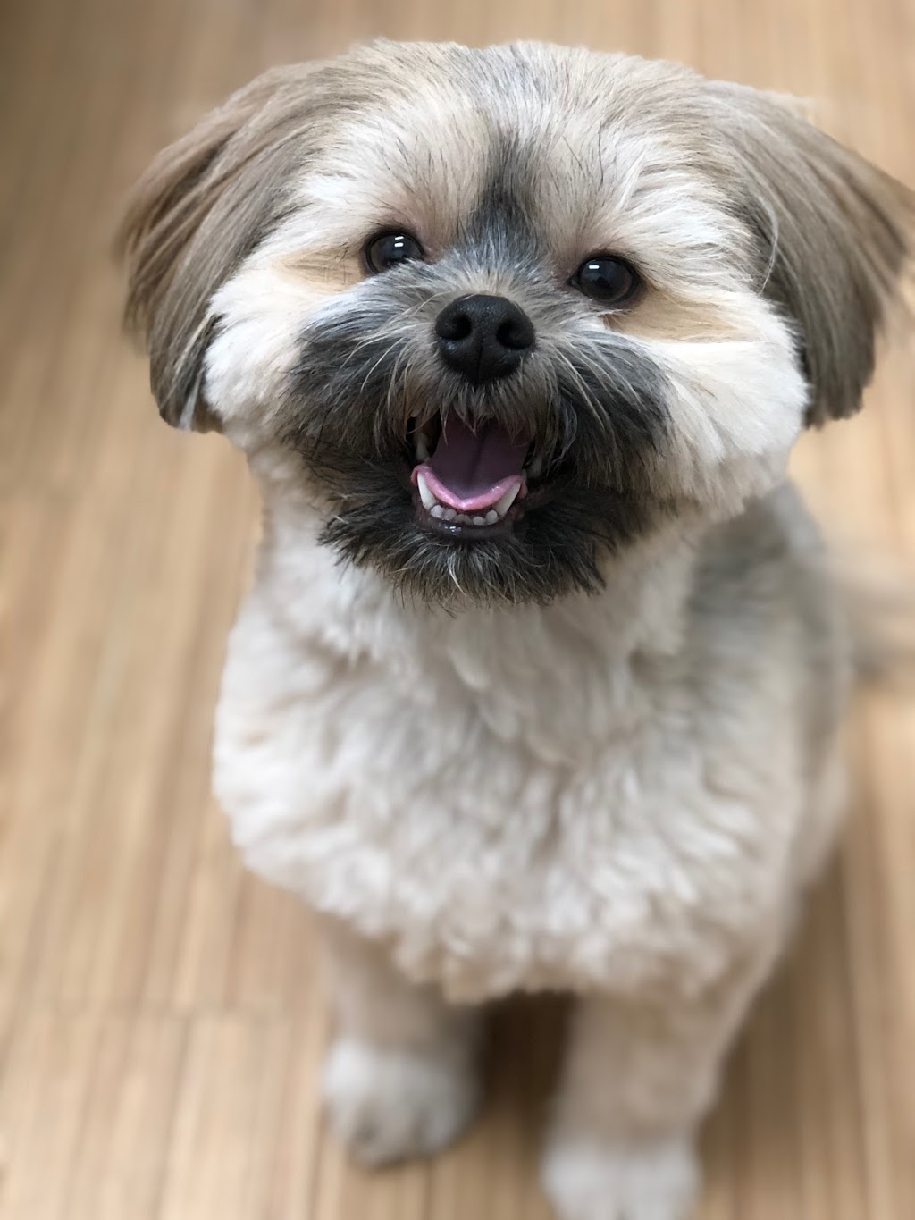 Mill Creek Animal Hospital | 8606 99 St NW, Edmonton, AB T6E 3T8, Canada | Phone: (780) 432-7297