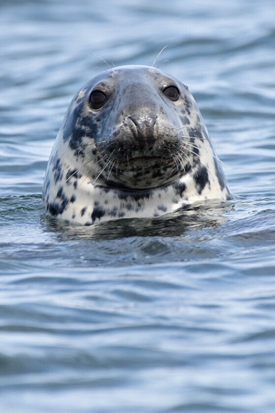 Adventures Marine zodiac Boat Tours | Dock A Charlottetown Yacht Club 2 Pr, Charlottetown, PE C1A 4J6, Canada | Phone: (902) 916-9940
