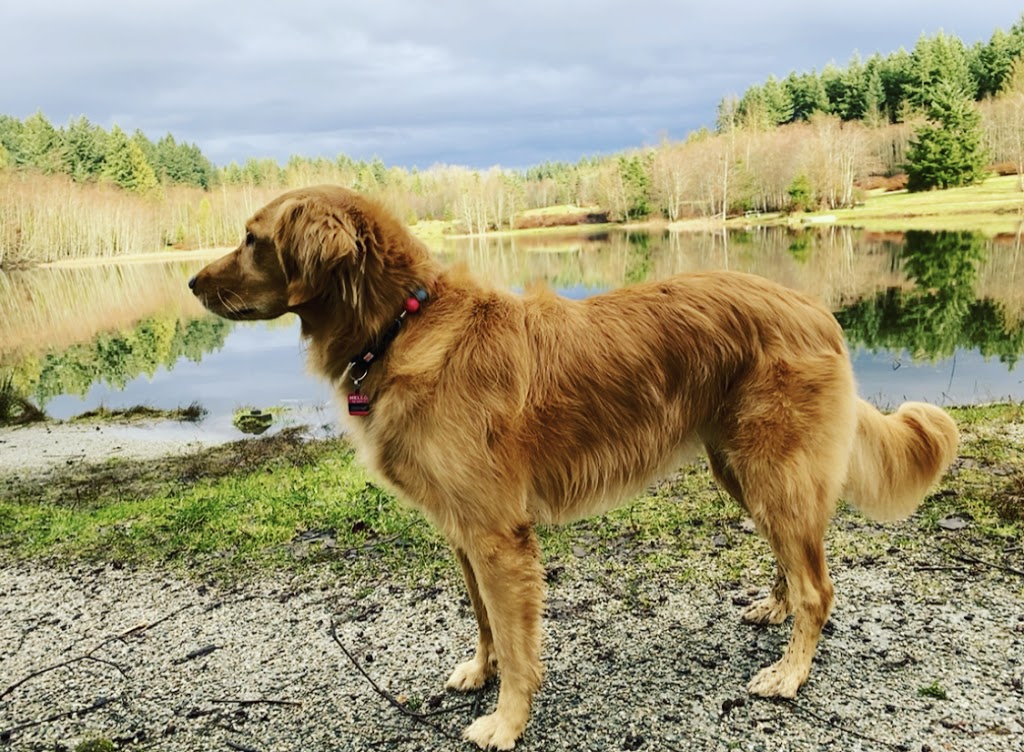 Dharma Dog Services | 7239 Fraser St, Vancouver, BC V5X 3V8, Canada | Phone: (604) 327-3649