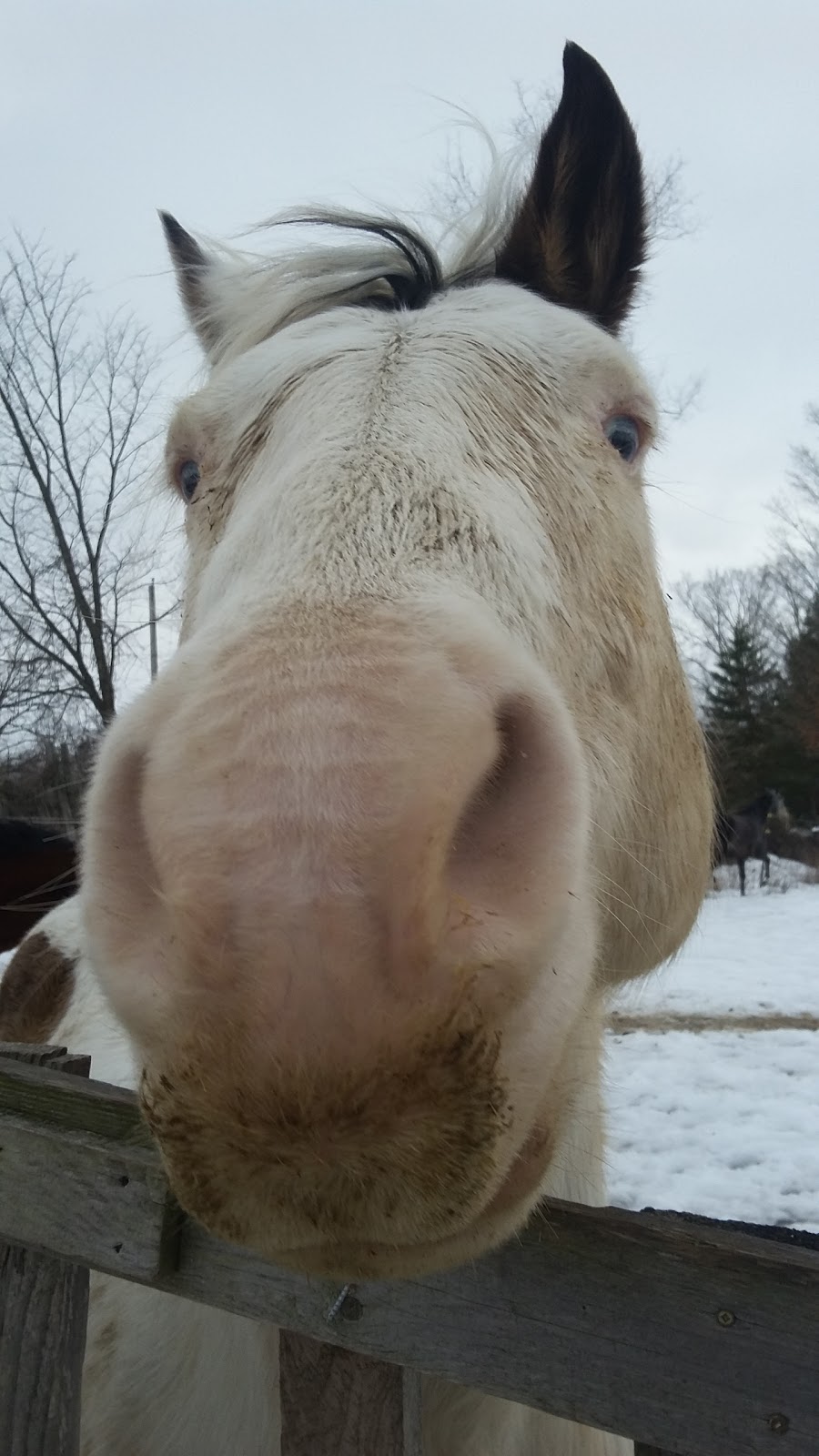 Horsin Around Riding Ranch | 445 Callaghan Rapids Rd, Marmora, ON K0K 2M0, Canada | Phone: (613) 849-2332