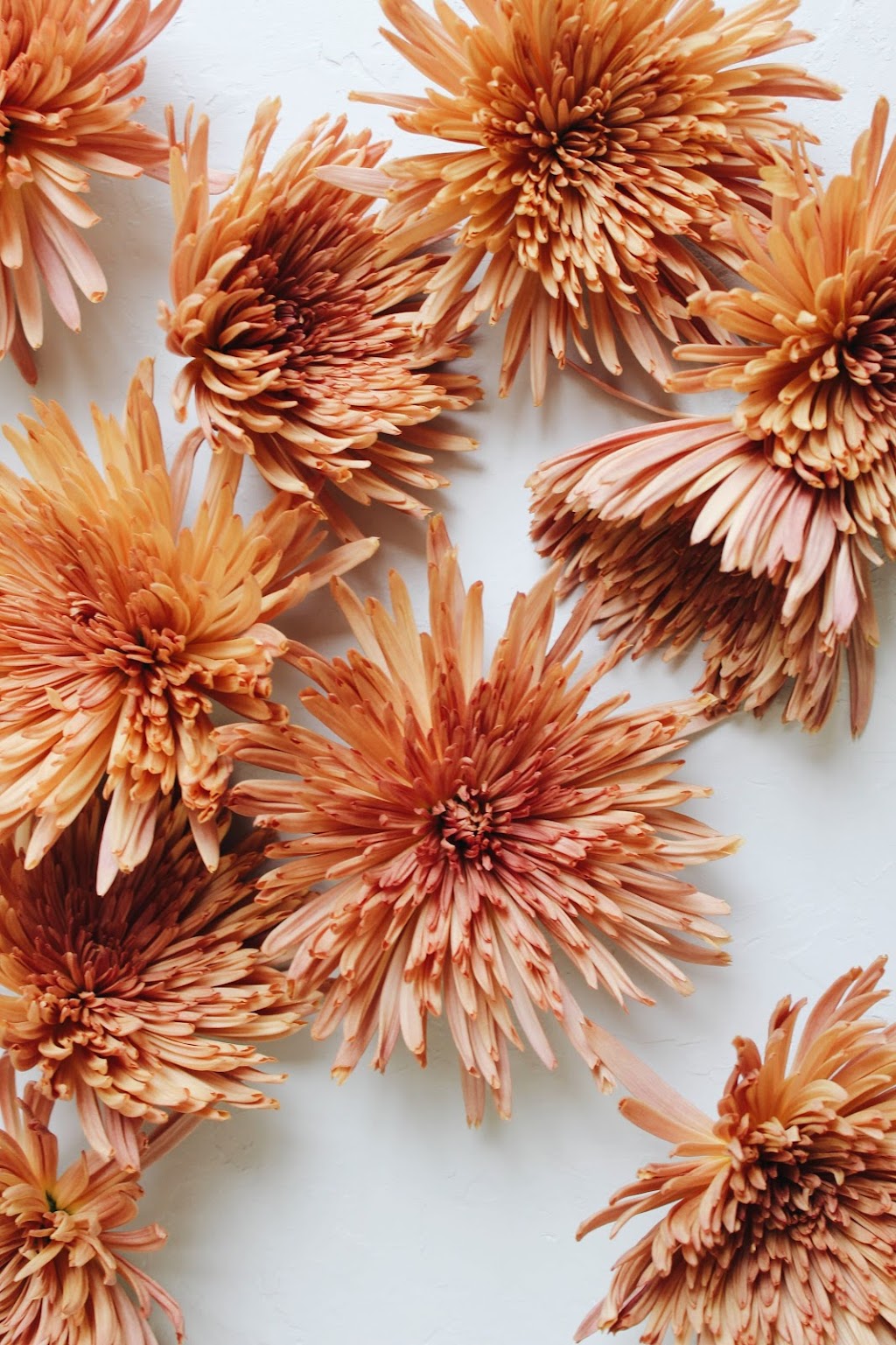 Florists Supply Ltd | Roseberry Square, 3979 Marine Way unit 5, Burnaby, BC V5J 5E3, Canada | Phone: (604) 630-4688