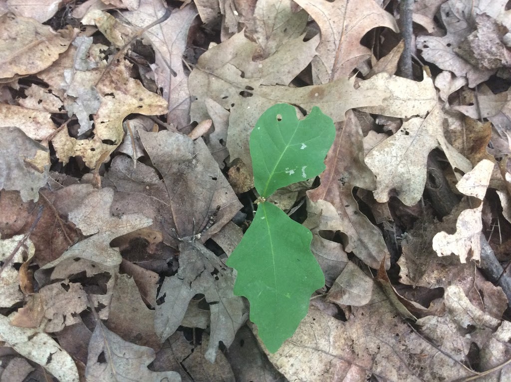 Alice Moore Woods Nature Sanctuary | 999 Stratford Rd, St Clair, MI 48079, USA | Phone: (517) 655-5655