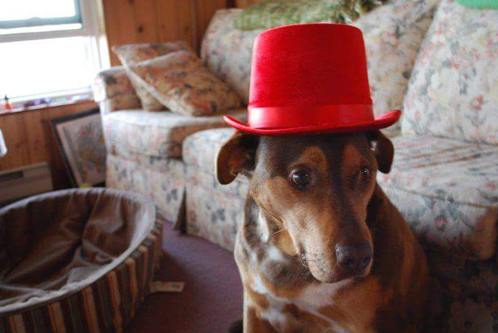 Just Like Home Dog Care Centre | 197 Barnes Rd, Cramahe, ON K0K 1H0, Canada | Phone: (613) 243-7237
