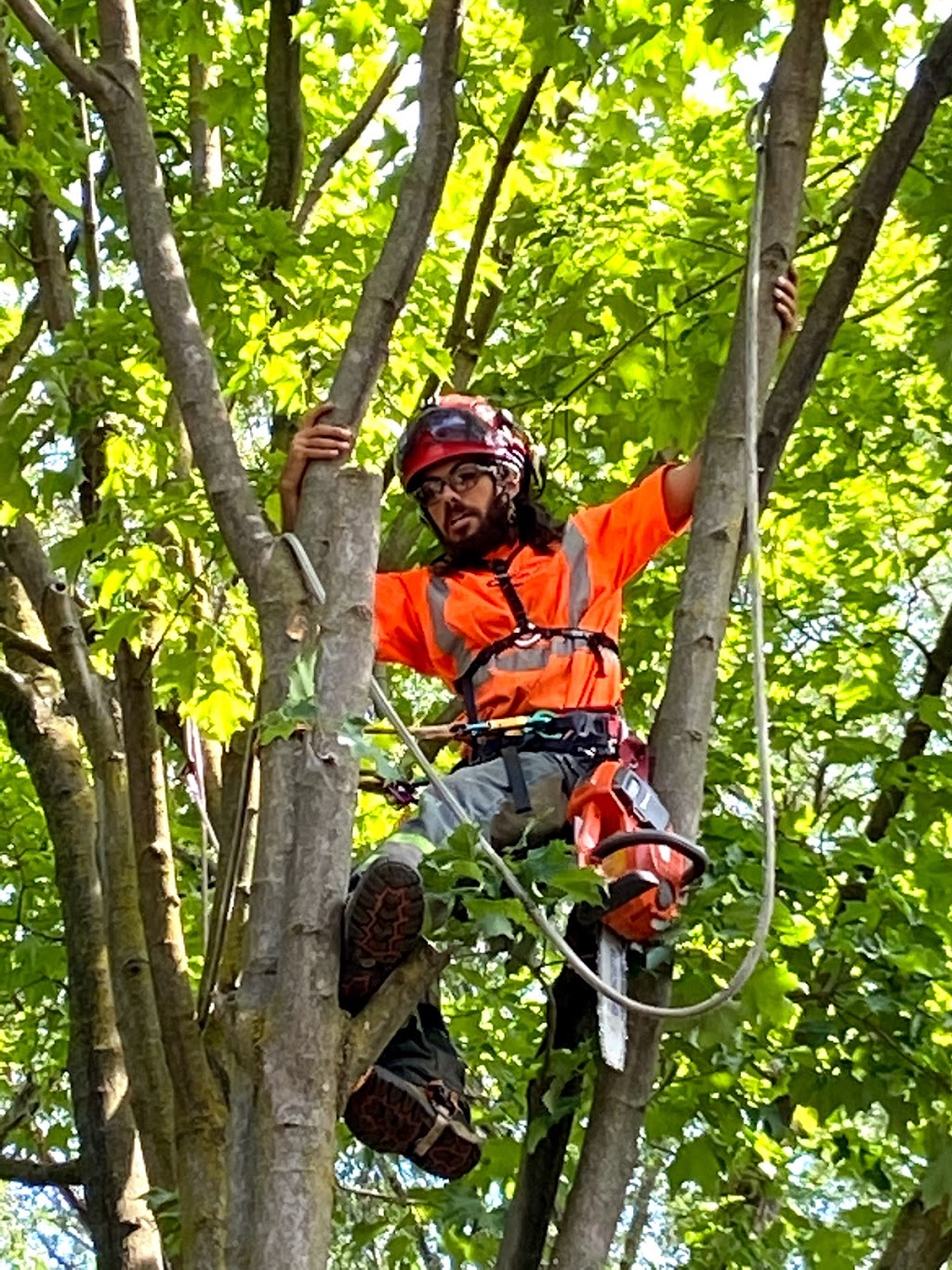 Glenwood Tree Service Inc. | 663 Winston Churchill Blvd, Mississauga, ON L5J 4P9, Canada | Phone: (905) 855-8711