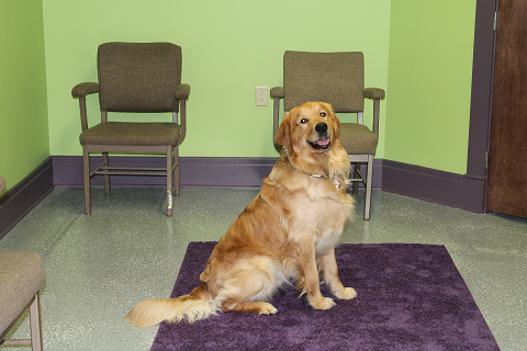 West Side Pet Clinic | 1245 Niagara St, Buffalo, NY 14213, USA | Phone: (716) 882-1245