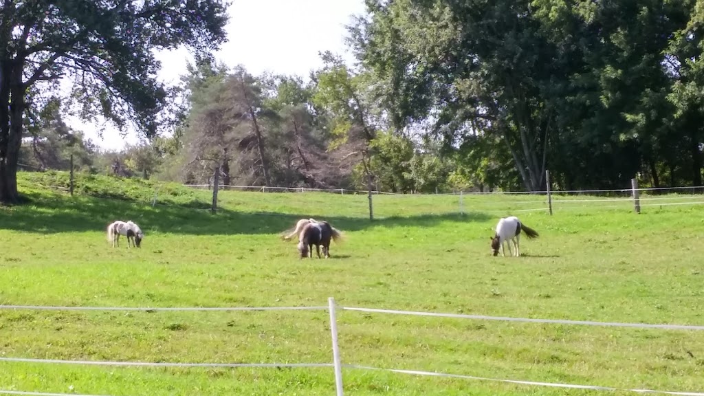 Les minis chevaux du Roy | 663 Chem. Bissell, Stanstead, QC J0B 3E0, Canada | Phone: (514) 220-7722