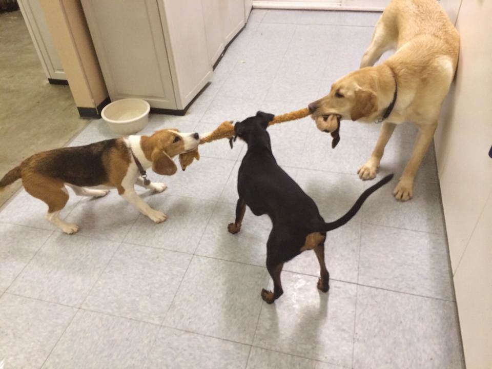 Time 4 Dogs Boarding Kennel | 27624 Watson Rd, Abbotsford, BC V4X 1P4, Canada | Phone: (604) 857-4928