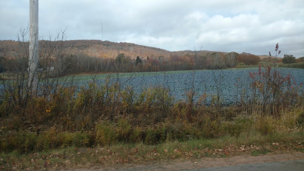 Randsland Farms Inc | 1050 Pereau Rd, Canning, NS B0P 1H0, Canada | Phone: (902) 582-7705
