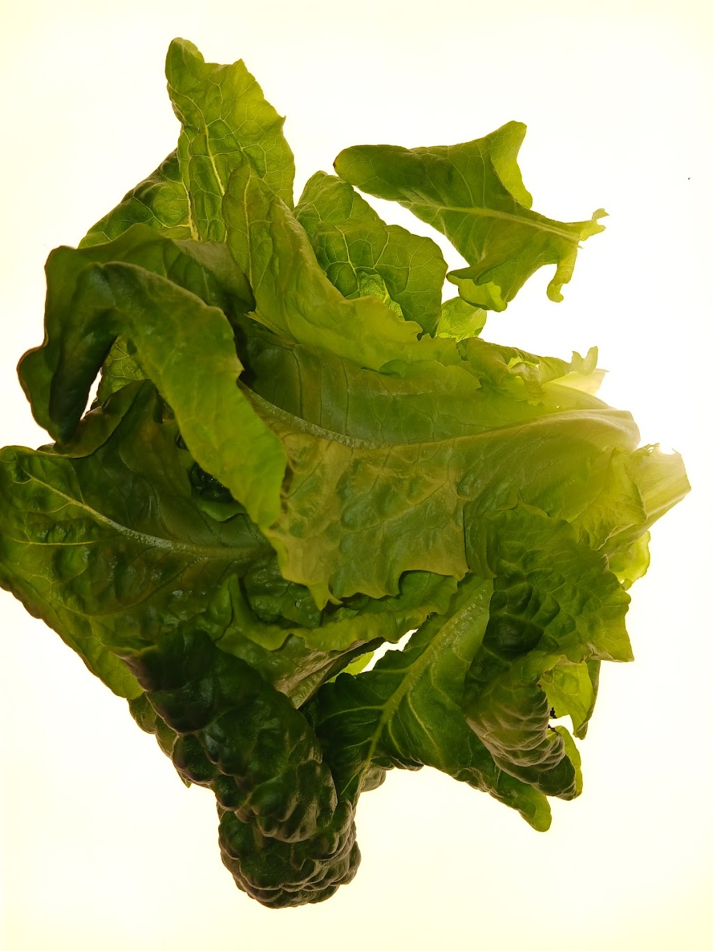 Crow Grown Microgreens | 6715 Hunterview Dr NW, Calgary, AB T2K 5C8, Canada | Phone: (403) 966-7934