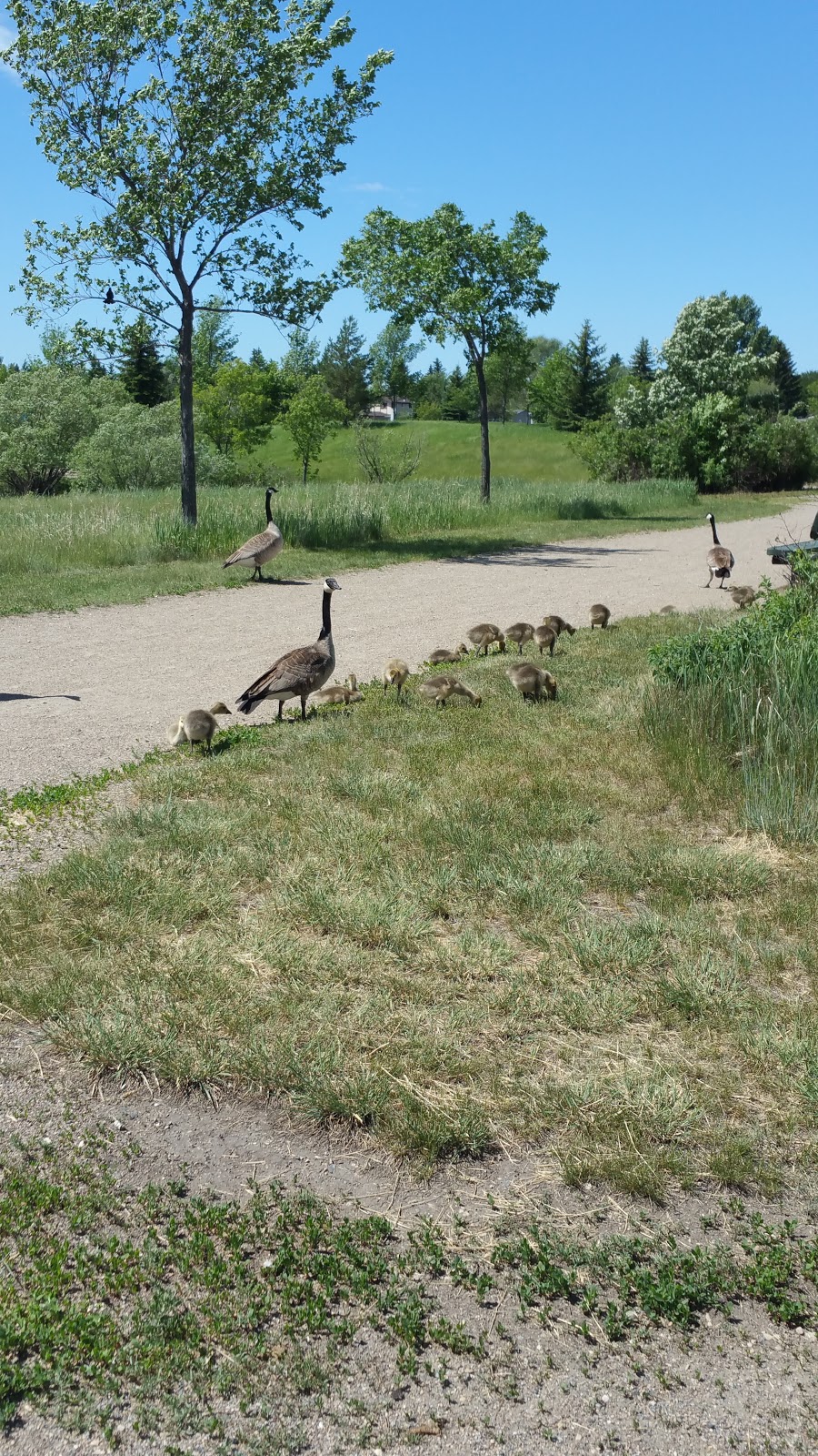 Lakewood Park, Saskatoon, Saskatchewan | 1535 McKercher Dr, Saskatoon, SK S7H 5L3, Canada