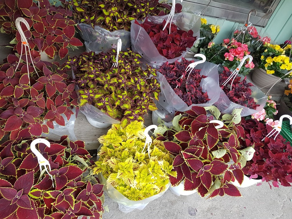 L & L Market | 101 Lancaster St W, Kitchener, ON N2H 4T4, Canada | Phone: (519) 742-2563