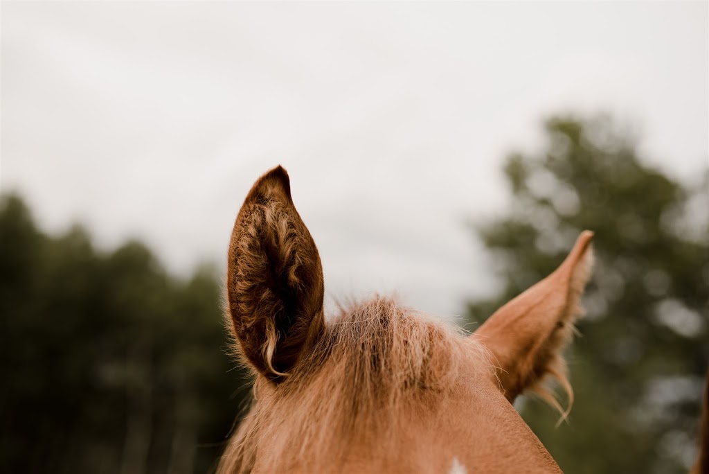 Vanessa Renae Photography | 3 Crocus Bay, Steinbach, MB R5G 2C7, Canada | Phone: (204) 392-4940