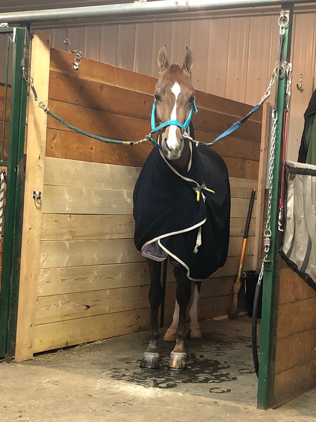 Steel Creek Equestrian | 39RM+CP, Millet, AB T0C 1Z0, Canada | Phone: (780) 542-1236