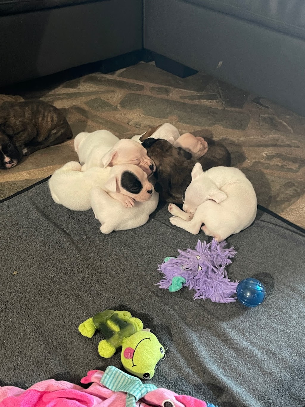 Ciciboxerpups | 12826 Lakeshore Rd, Wainfleet, ON L0S 1V0, Canada | Phone: (226) 934-8310