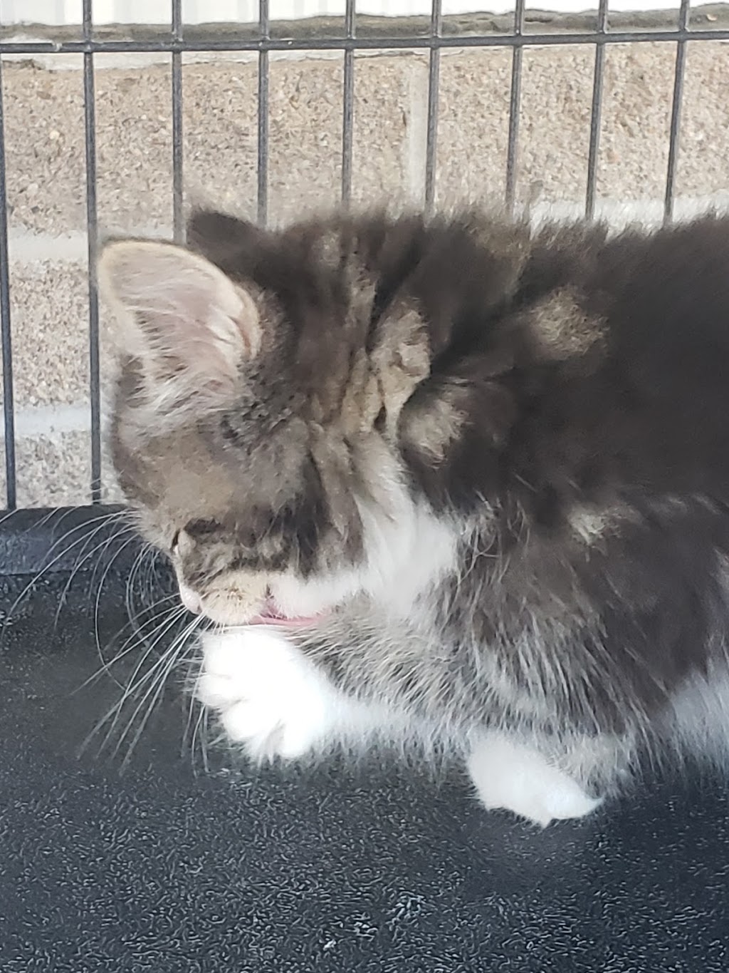 Pet Valu | 38 George St Unit 130, New Glasgow, NS B2H 2K1, Canada | Phone: (902) 752-7531
