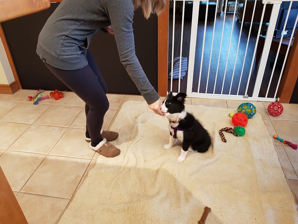 DOG-HAPPY Dog Training and Behaviour Consultations | Brock Rd, Uxbridge, ON L9P 1R4, Canada | Phone: (416) 735-2117