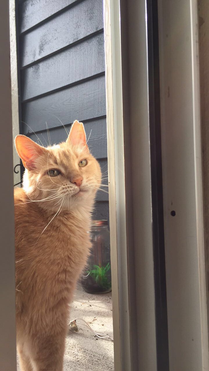 Fairhaven Veterinary Hospital | 2330 Old Fairhaven Pkwy, Bellingham, WA 98225, USA | Phone: (360) 671-3903