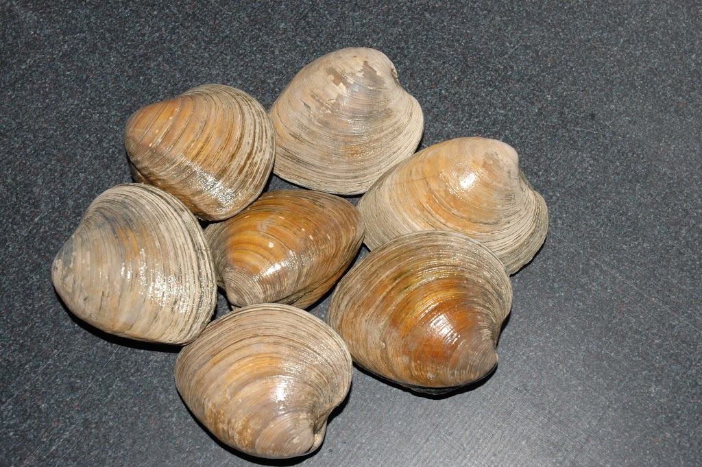 Seafood Depot Inc. | 81 Aviva Park Dr, Woodbridge, ON L4L 9C1, Canada | Phone: (905) 856-2770
