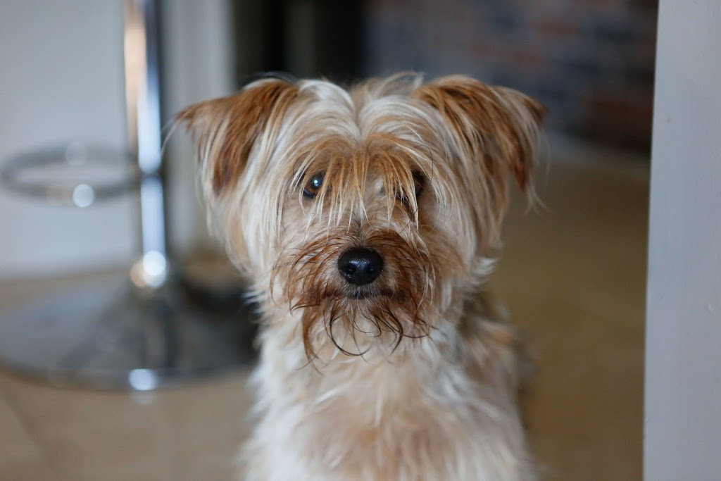 wilmot pet services | 12 Village Green Way, Baden, ON N3A 2V7, Canada | Phone: (519) 589-8595