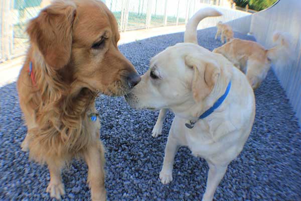 Beds for Tails Country Kennels | 6363 Bank St, Greely, ON K4P 1J3, Canada | Phone: (613) 821-3894