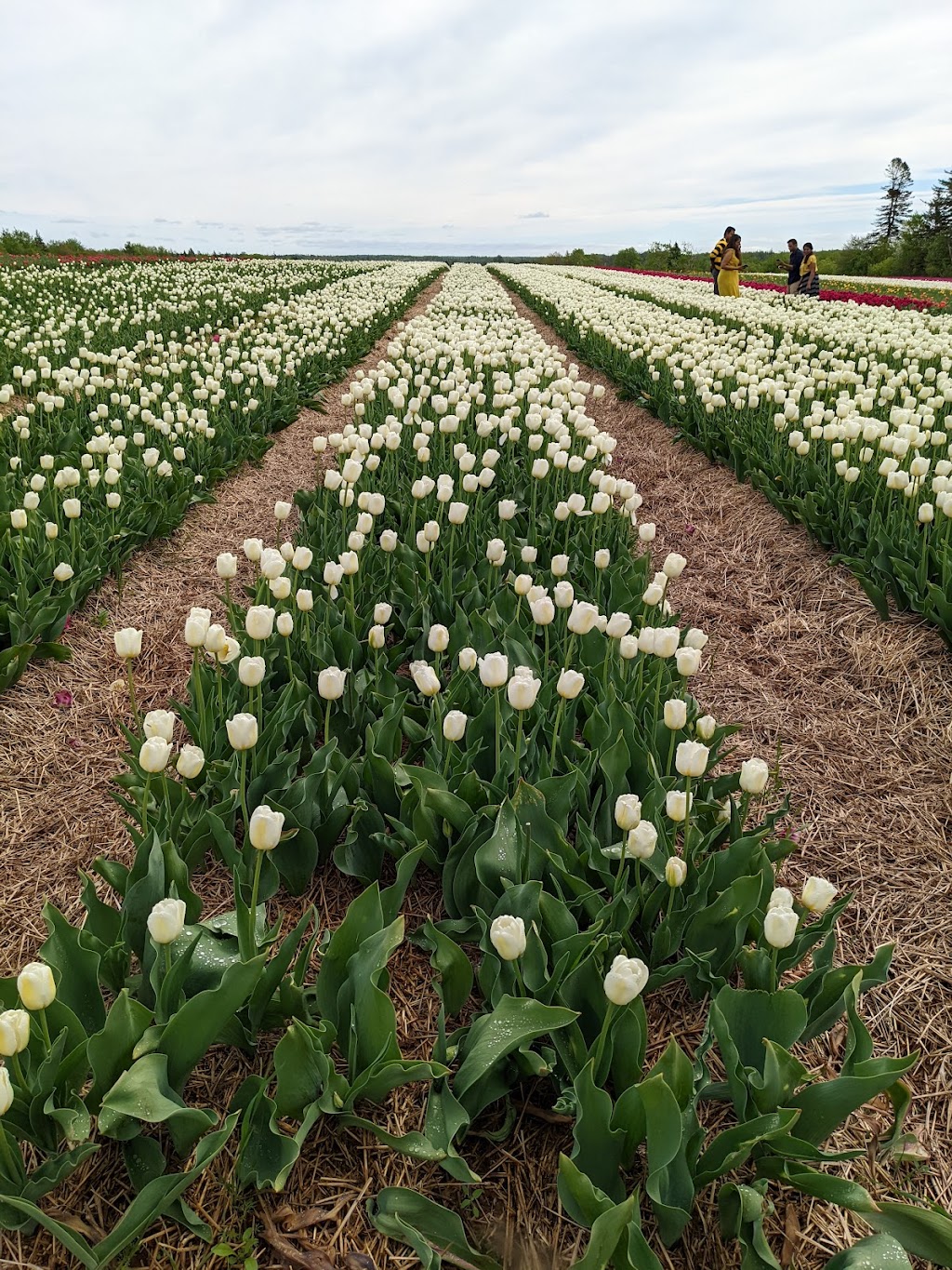 Vanco Farms Ltd | 9311 Trans-Canada Hwy, Mount Albion, PE C1B 0R4, Canada | Phone: (902) 651-2970