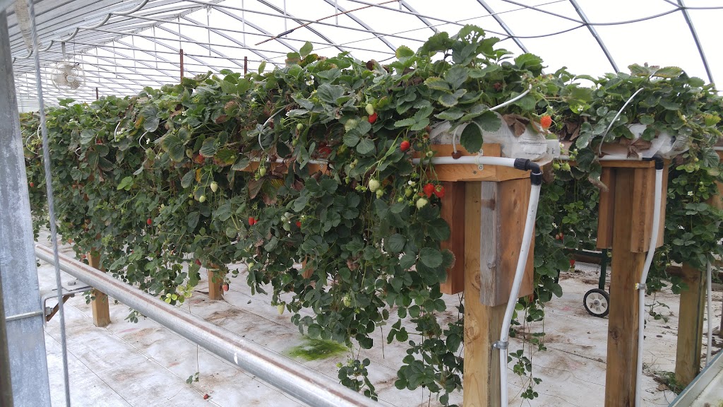 Son in Law Produce Ltd. | 225754 Otterville Rd, Otterville, ON N0J 1R0, Canada | Phone: (519) 410-6383