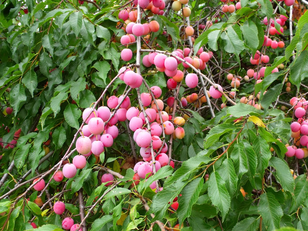 Hardy Fruit Tree Nursery | 5094 QC-125, Rawdon, QC J0K 1S0, Canada | Phone: (514) 418-4109