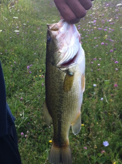 Wilmer Trout Ponds | 313706 ON-6, Durham, ON N0G 1R0, Canada | Phone: (519) 369-5717