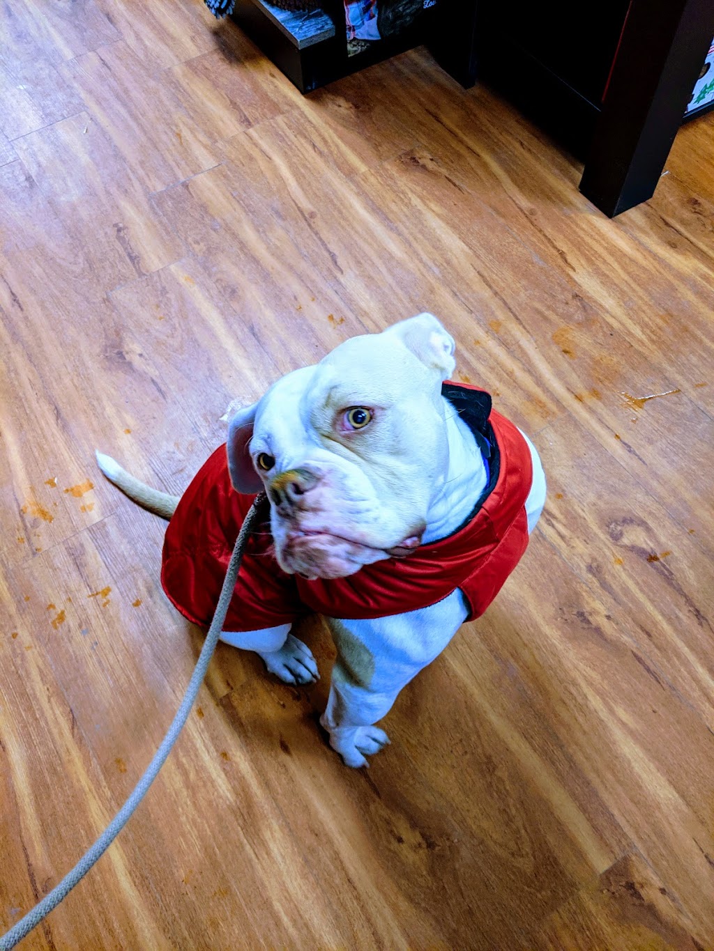 Pet Valu | 165 Wellington St W, Barrie, ON L4N 1L7, Canada | Phone: (705) 726-1721