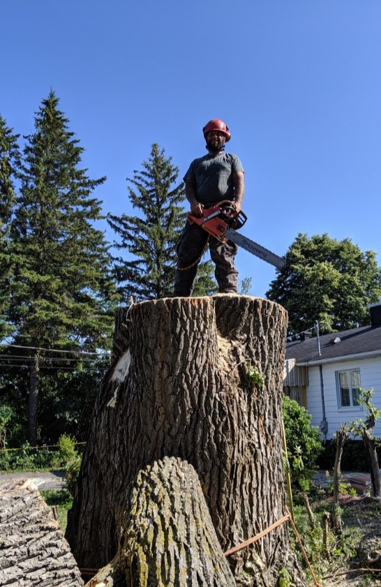 Quebec Pruning—Tree Services | 1820 Bd Bastien, Québec, QC G2B 1C5, Canada | Phone: (418) 952-8685