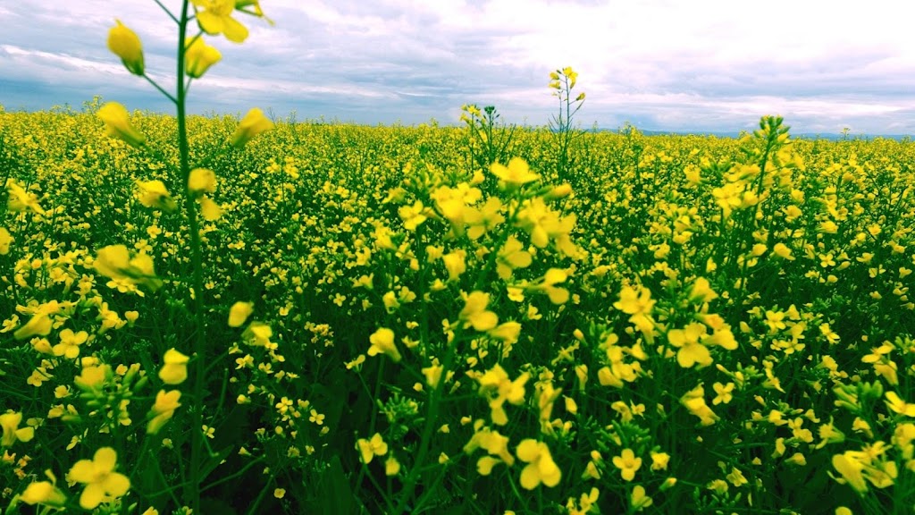 AJM Seeds Ltd | 520 46th Ave, Coalhurst, AB T0L 0V0, Canada | Phone: (403) 308-6685