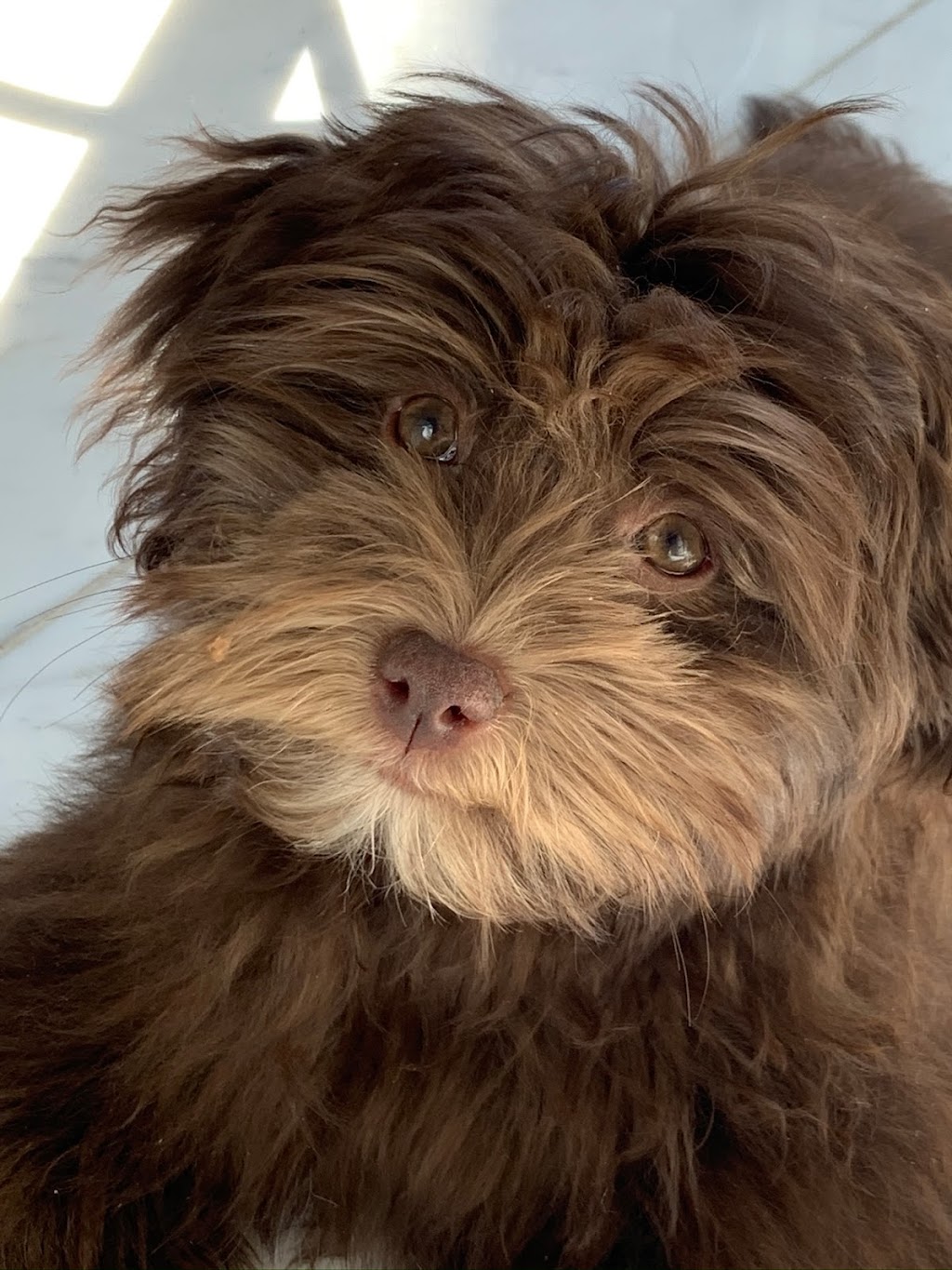 Moors Havanese | B24525, Side Rd 17, Beaverton, ON L0K 1A0, Canada | Phone: (705) 426-1517