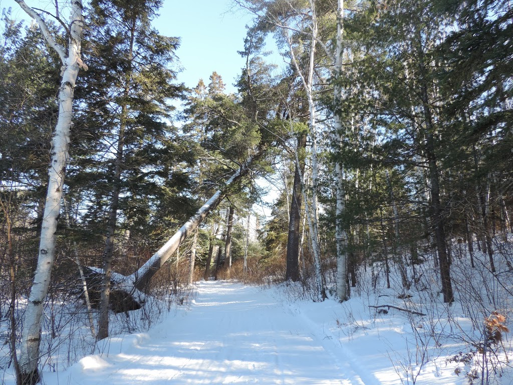 Owls Nest Lodge | 1395 Owls Nest Rd, French River, ON P0M 2N0, Canada | Phone: (705) 857-2565